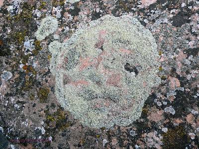 gc-boucher-2020-day4-9  lichen swirl  w.jpg (799219 bytes)